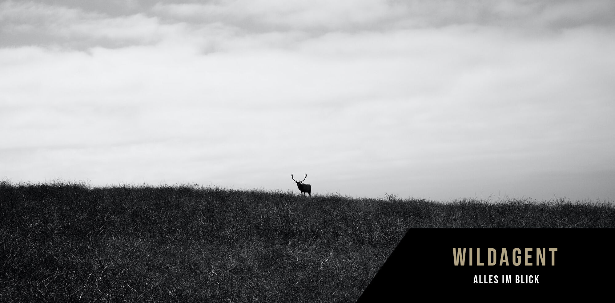 Wildagent Banner Hirsch